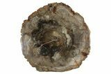 Polished Petrified Wood (Araucaria) Round - Madagascar #372768-1